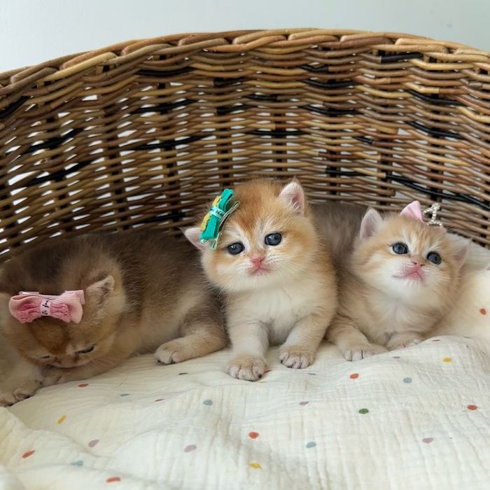 Котятa золoтыe шиншиллы для вас!