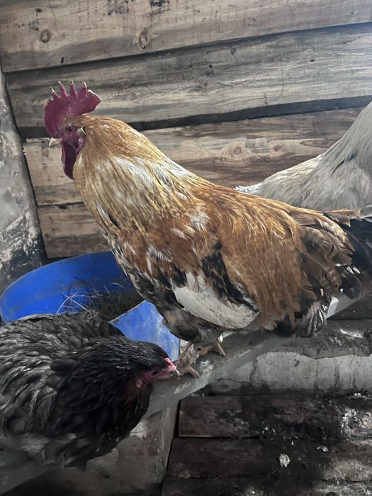 Әтеш сатылады ….