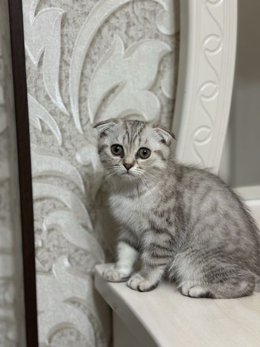 Sotiladi: Scottish Fold  mushukcha