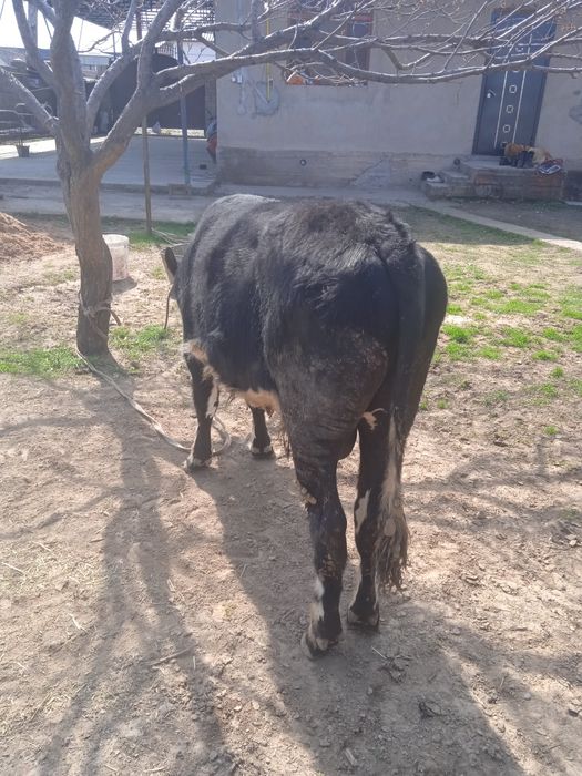 Бұқа сатылады срошна