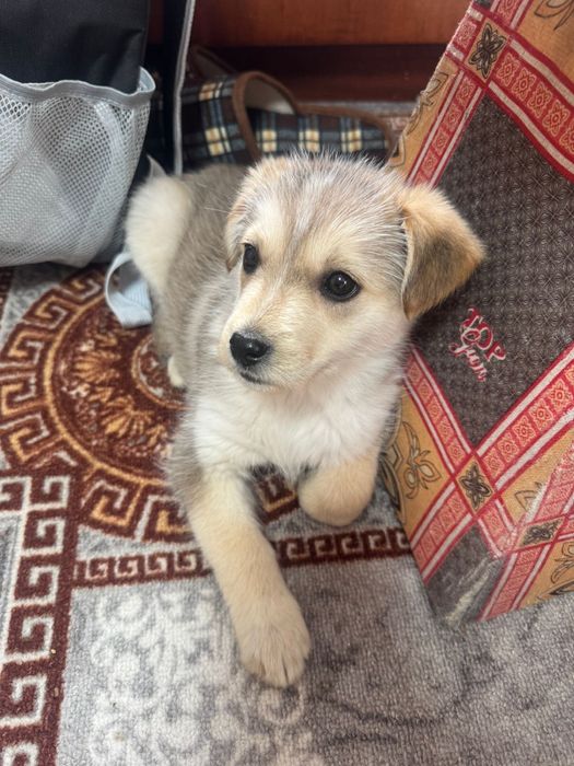 Щенок в добрые руки