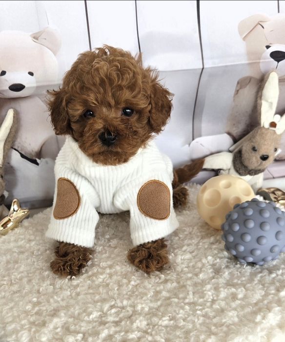 Пудел той /Poodle toy с родословие