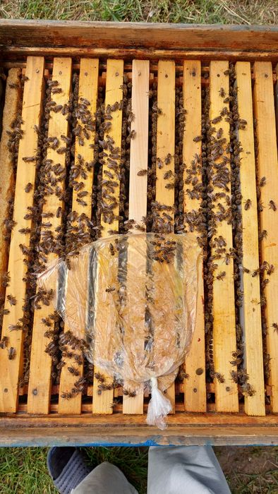 Familii de Albine de vânzare