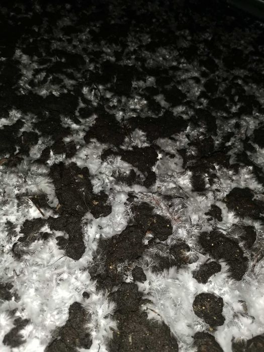 Выращивание шампиньонов