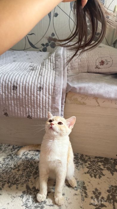 Котенок 5 месяцев