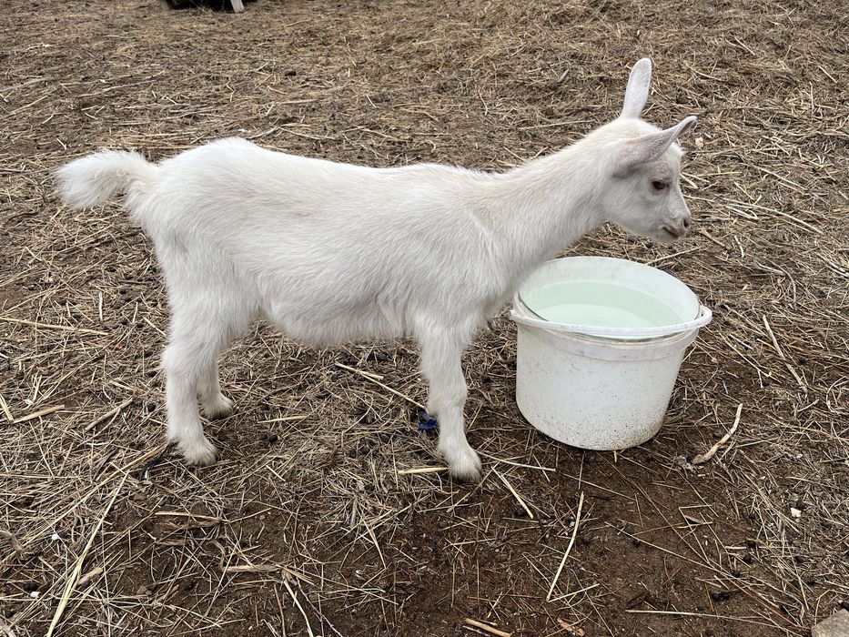 Ешки лак ургашы ешки