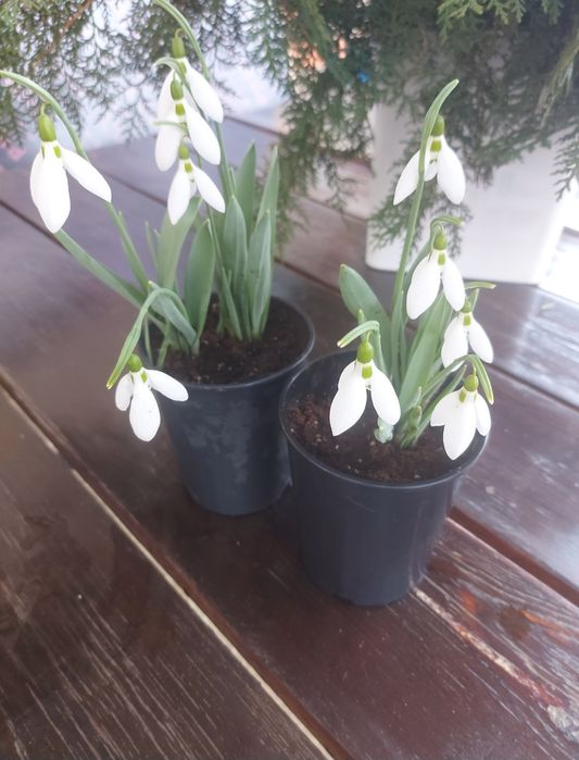 Кокичета в саксия-0.50€/бр кокиче, ириси-1.70€