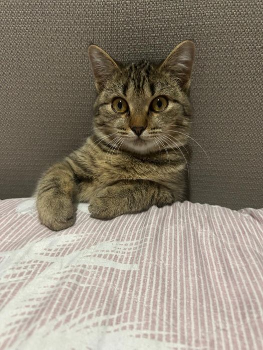 Отдам кота в добрые руки