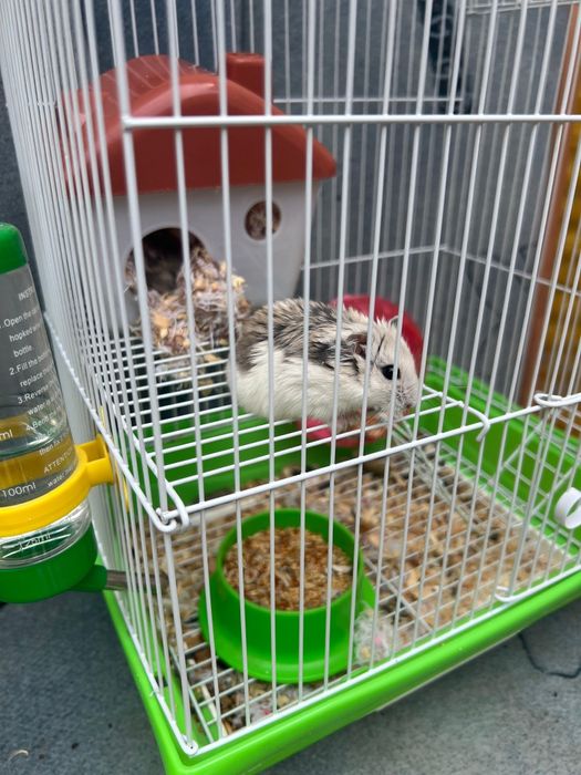 Отдам даром Хомячки