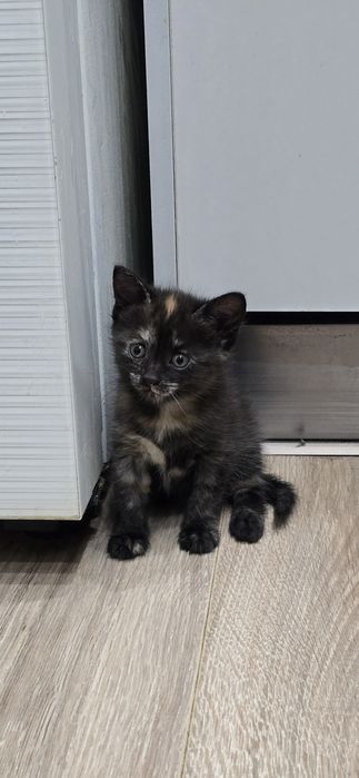 Отдам в добрые руки