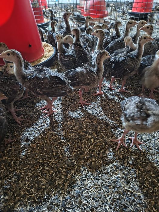 Pui de curca pentru carne