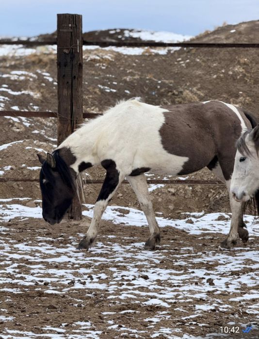Лошади (кобылы, жеребята)