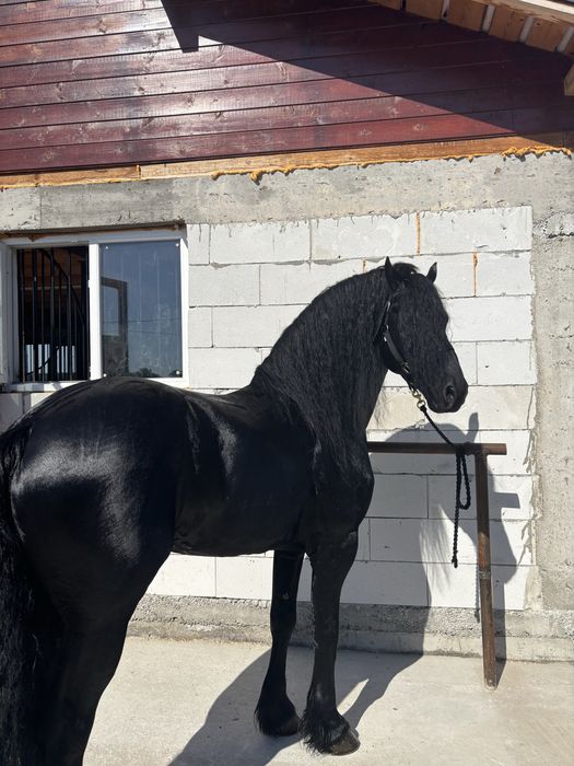 Armasar de 6 ani frizian si iapa gestanta de 4 ani  cu pedigree si acte de olanda