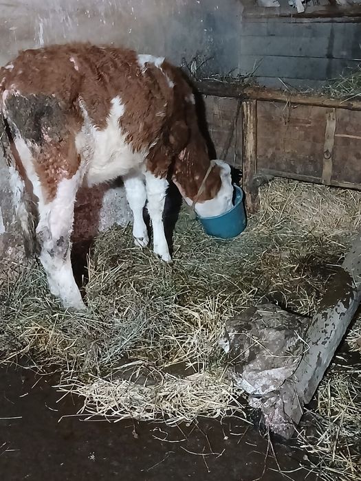 Vițel și vitea de vânzare