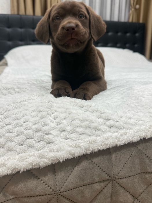 Чистокръвни Лабрадор Ретривар: