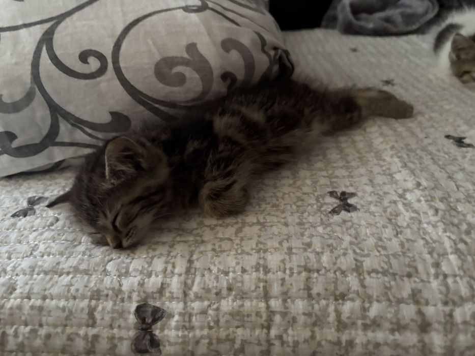 Отдам котенка девочку