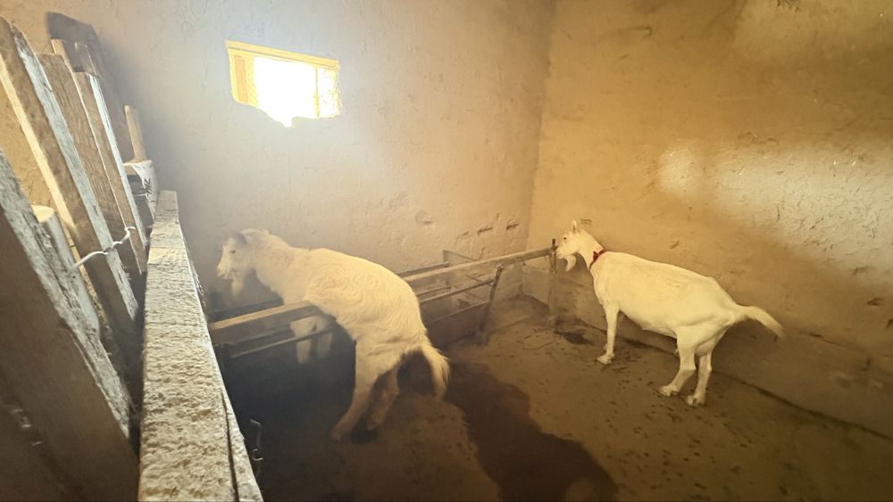 Бәрі сатылады 600 мың