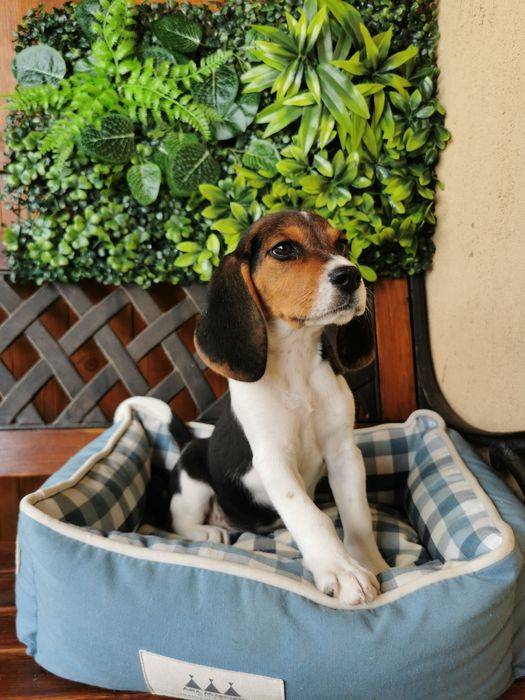 Beagle fetiță superba