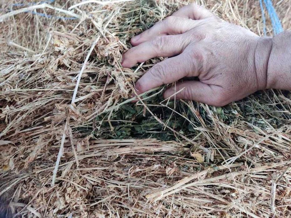 Рулонни бали люцерна