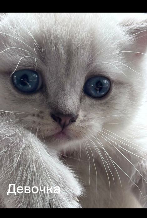 Шотландские котята