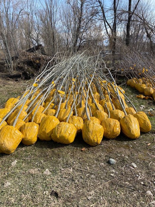 Продам карагач, тополь, лиственные деревья