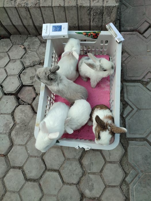 Кролчата декоративные