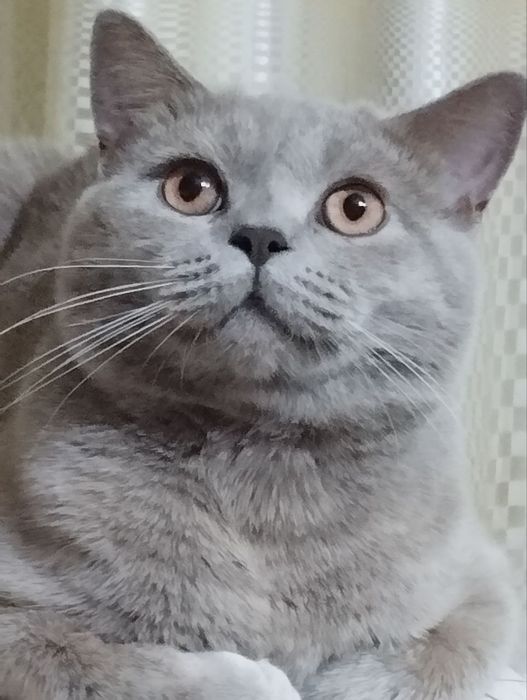 Кот для вязки шатландской пароды, лиловый  ,киргили пеликаны