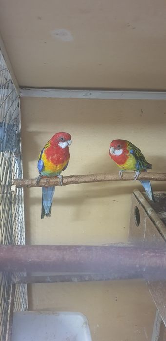 Papagali rosella (pereche matura)