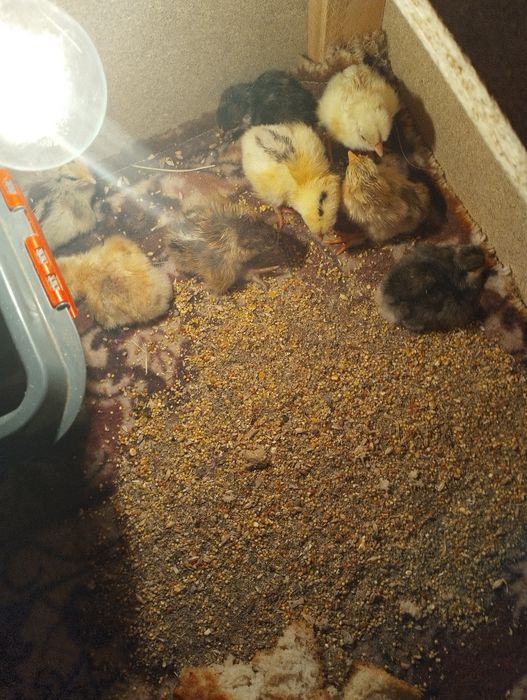 цыплята 1 дня до недели