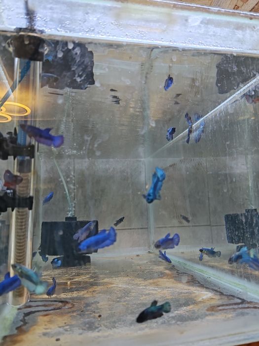 Zebre, betta, guppy, cory