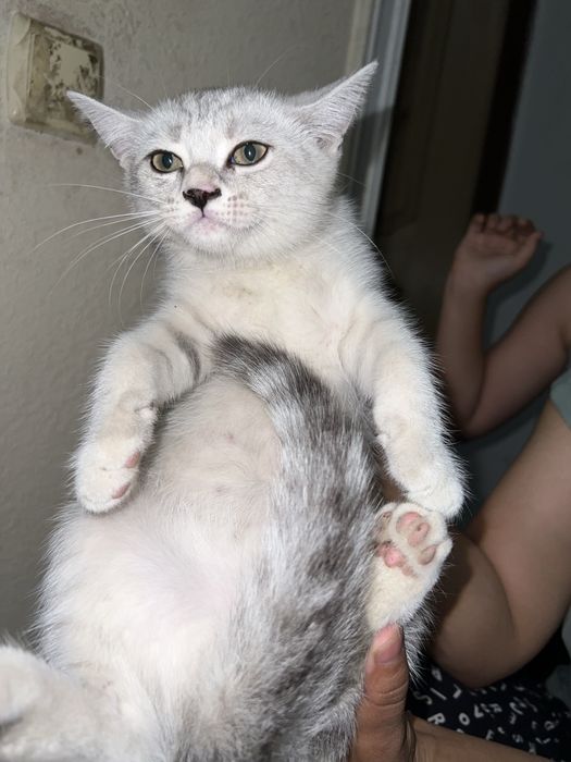 Милый котёнок ищет новый дом
