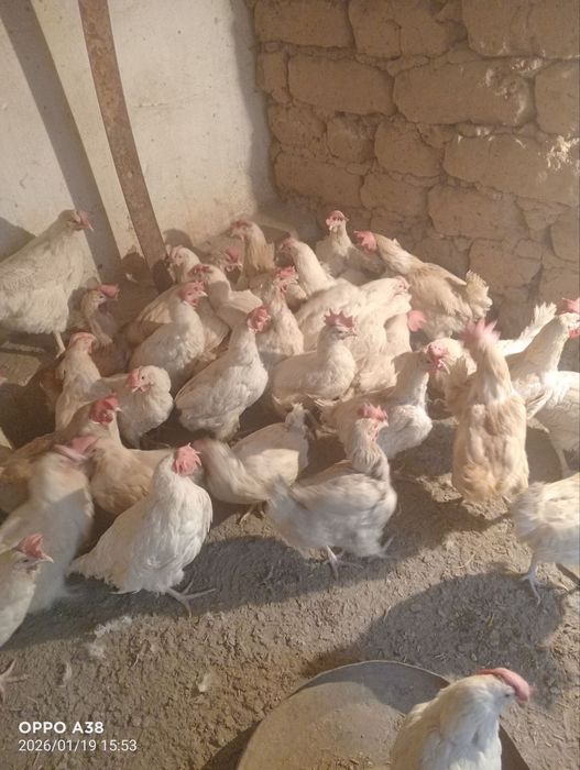 куры несушек продам