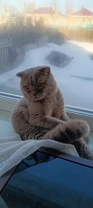 Отдам кота чистый британец