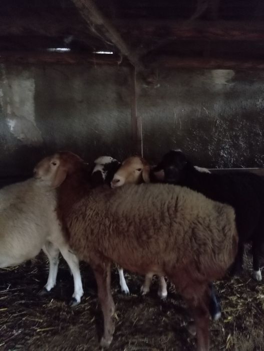 Овцы.Кошкары племенные.
