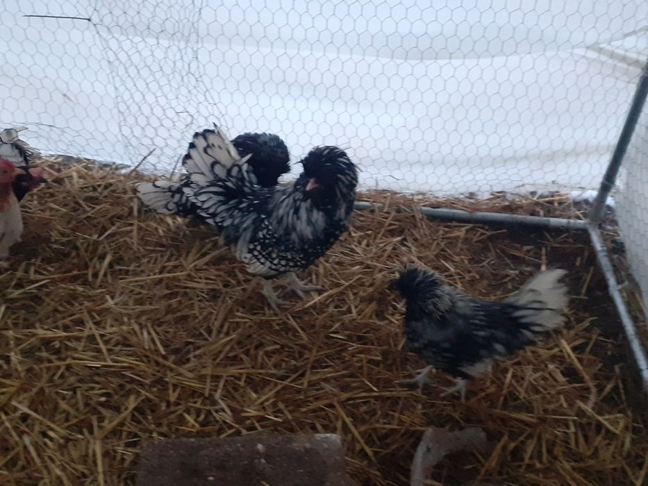 Vând cocos paduana argintie