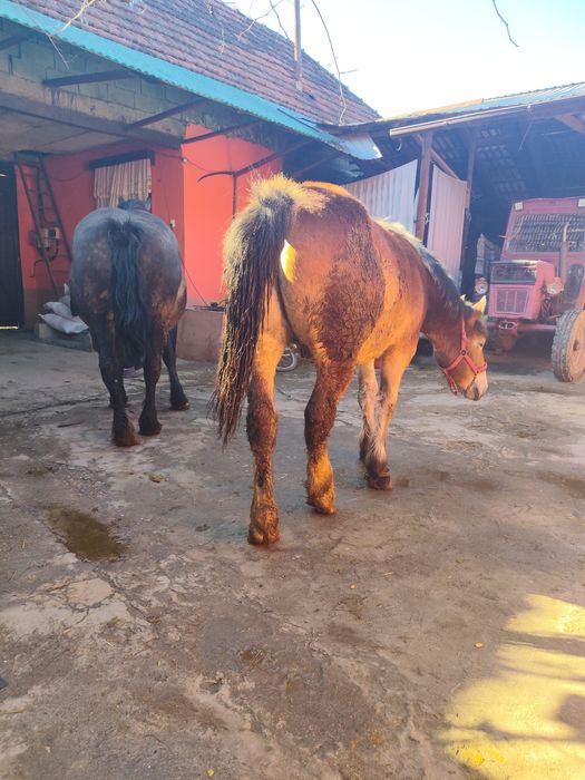 Vând o iapă și un harmăsar