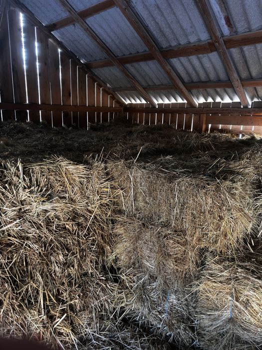 Baloti fan 2025 15lei/buc