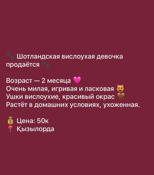 Продам котенка срочно!