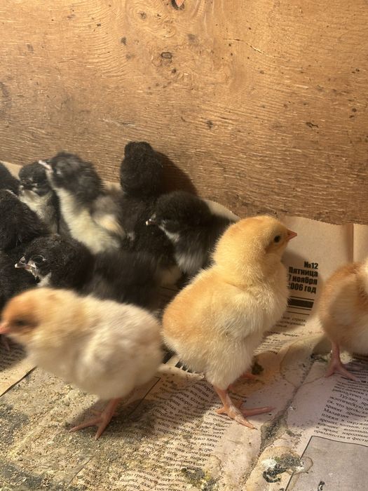 Продаются цыплята