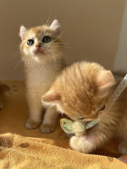Котята золотая шиншилла