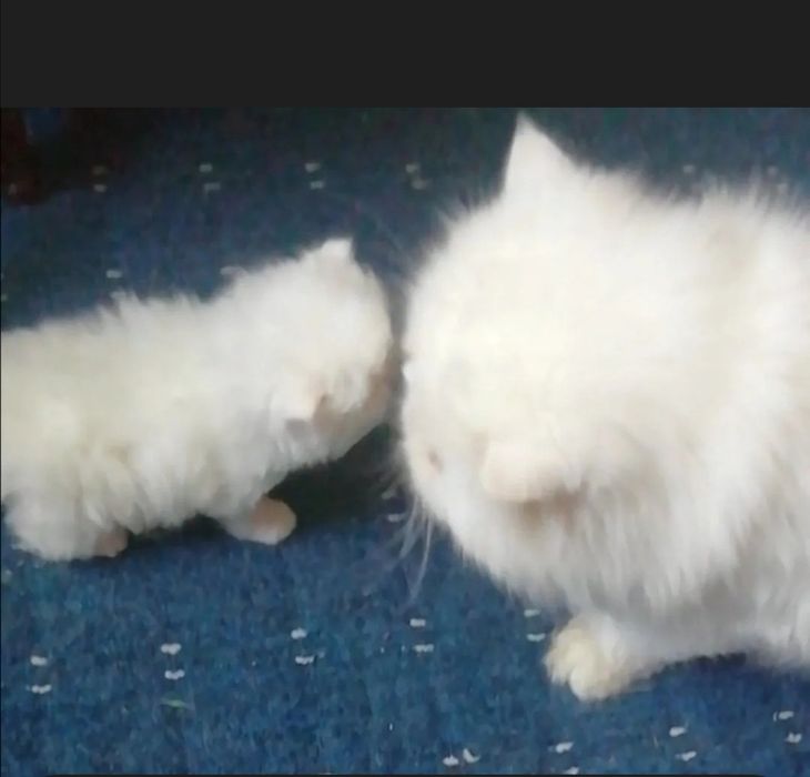 Котята персидские .