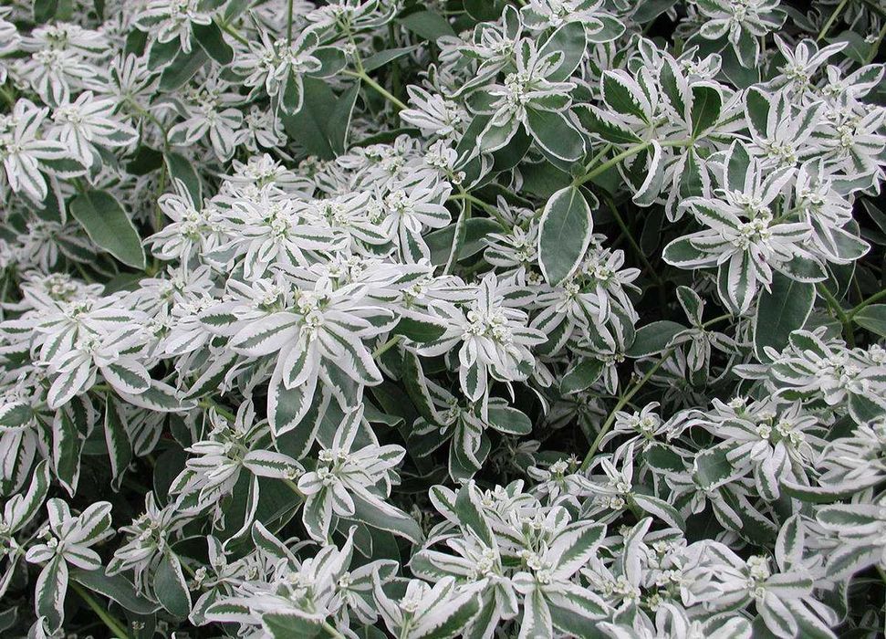 Хрян,Хоста, Еуфорбия, Медуница, Гарванов лук,  Астра, Манголд...