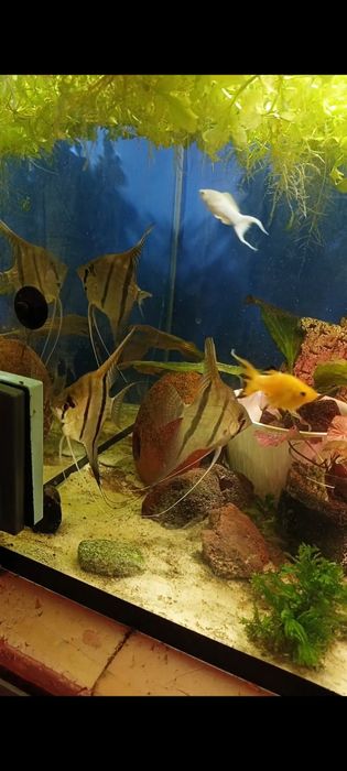 Продается скаляри