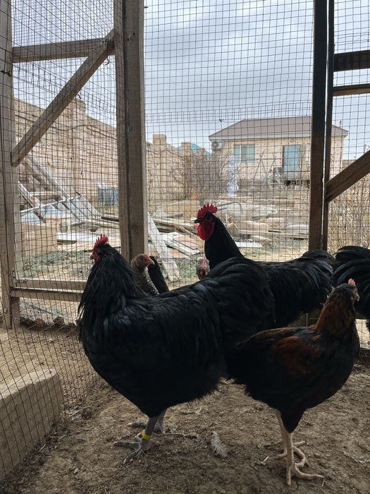 Петухи Австролорп