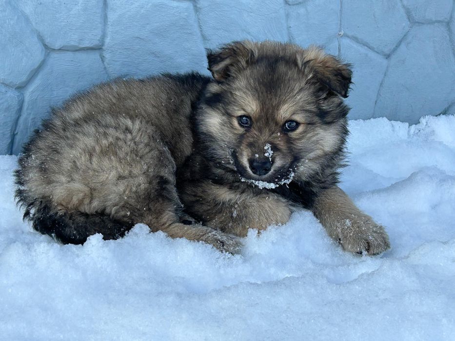 Отдам щенка овчарки в добрые руки