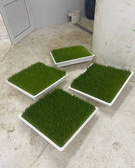 Гидропоника емлари