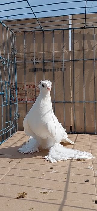 Голуби игровых кровей