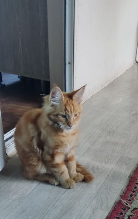 Продам котят породы Мейн -кун