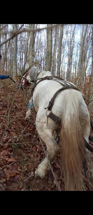 Vand iapa gestanta garantat