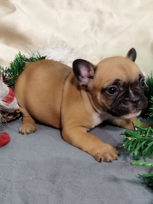 Френски булдог - бебета